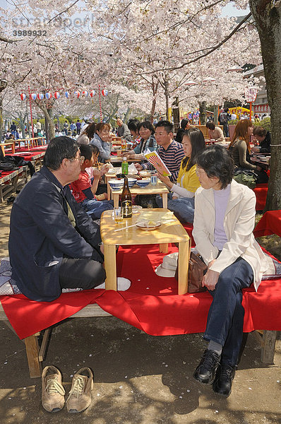 Kirschblütenfest im Maruyama Park in Kyoto  Japan  Ostasien  Asien