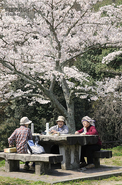 Picknick von Senioren unter einem blühenden Kirschbaum in Iwakura  Japan  Ostasien  Asien