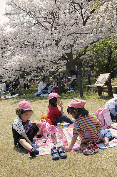 Kindergarten Picknick unter blühenden Kirschbäumen im Frühling im Botanischen Garten in Kyoto  Japan  Ostasien  Asien