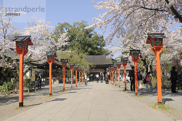 Kirschblüte am Hirano Shrine  Kyoto  Japan  Ostasien  Asien