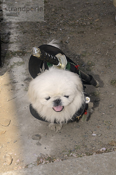 Hund als Samurai verkleidet  Hirano Schrein  Kyoto  Japan  Ostasien  Asien