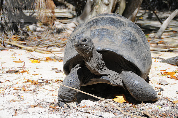 Riesenschildkröte (Aldabrachelys gigantea)  Insel Curieuse  Seychellen