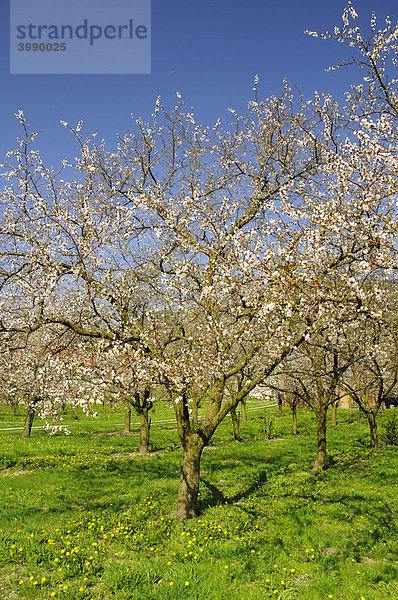Marillenbaum (Prunus armeniaca) in Blüte  Wachau  größtes Marillenanbaugebiet Österreichs  Niederösterreich  Österreich  Europa