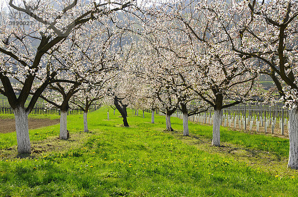 Marillenbäume (Prunus armeniaca) in Blüte  Wachau  größtes Marillenanbaugebiet Österreichs  Niederösterreich  Österreich  Europa