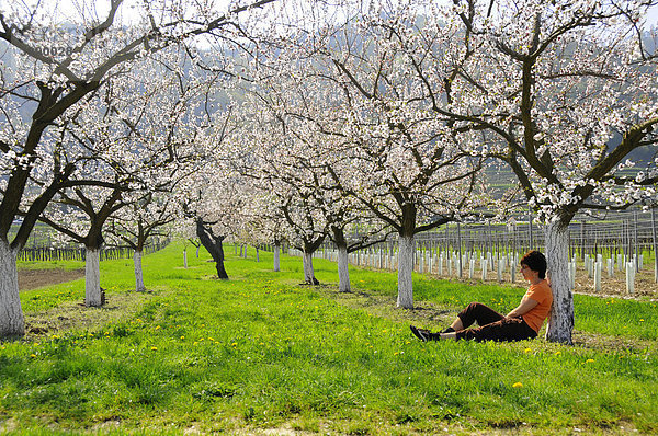 Frau sitzt unter blühenden Marillenbäumen  Wachau  größtes Marillenanbaugebiet Österreichs  Niederösterreich  Österreich  Europa