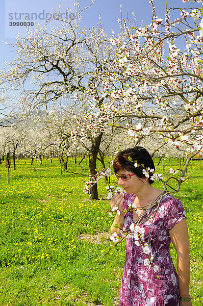 Frau riecht an Marillenblüten  Wachau  Niederösterreich  Österreich  Europa