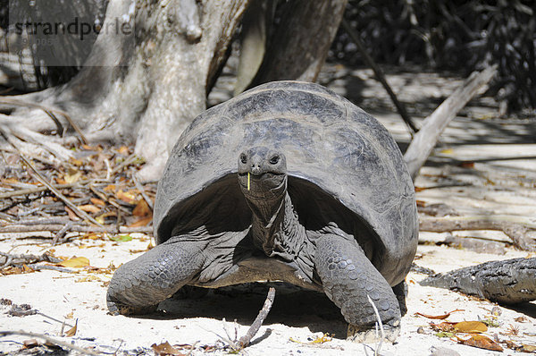 Riesenschildkröte  (Dipsochelys hololissa)  Insel Curieuse bei Praslin  Seychellen  Afrika  Indischer Ozean