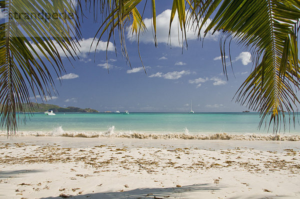 Strand mit Kokospalmwedel  Anse Volbert  Cote d'Or  Insel Praslin  Seychellen  Afrika  Indischer Ozean