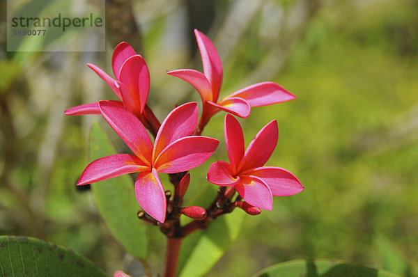 Blüte der Frangipani (Plumeria)  Seychellen  Afrika  Indischer Ozean