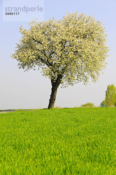 Blühender Kirschbaum (Prunus avium) auf saftig grüner Wiese  Weinviertel  Niederösterreich  Österreich  Europa