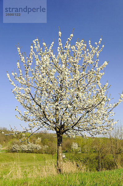 Junger  blühender Kirschbaum (Prunus avium)  Weinviertel  Niederösterreich  Österreich  Europa