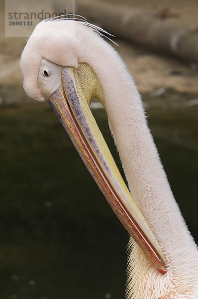 Pelikan (Pelecanidae  Pelecanus)