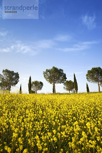 Rapsfeld mit Zypressen und Pinien bei Casenove  Siena  Toscana  Italien  Europa