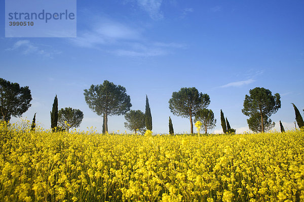 Rapsfeld mit Zypressen und Pinien bei Casenove  Siena  Toscana  Italien  Europa