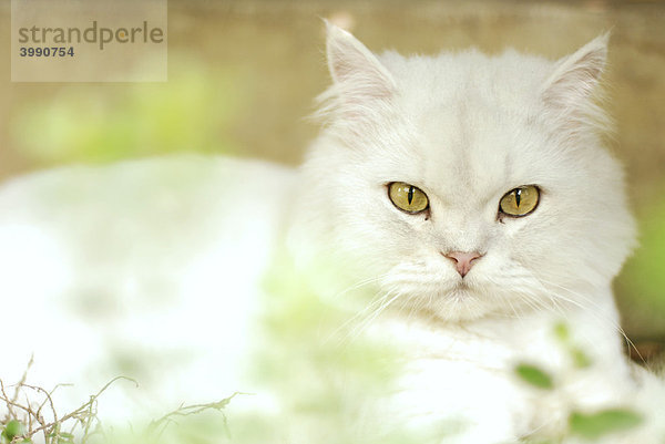 Weisse Katze  Taiwan  Asien