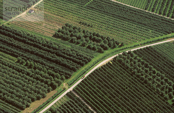 Luftbild  Obstkulturen im Etschtal  Südtirol  Italien