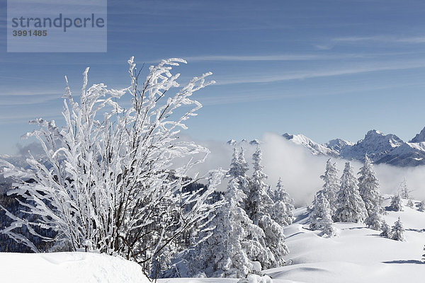Winterlandschaft auf Wank nahe Garmisch-Partenkirchen  Werdenfelser Land  Oberbayern  Bayern  Deutschland
