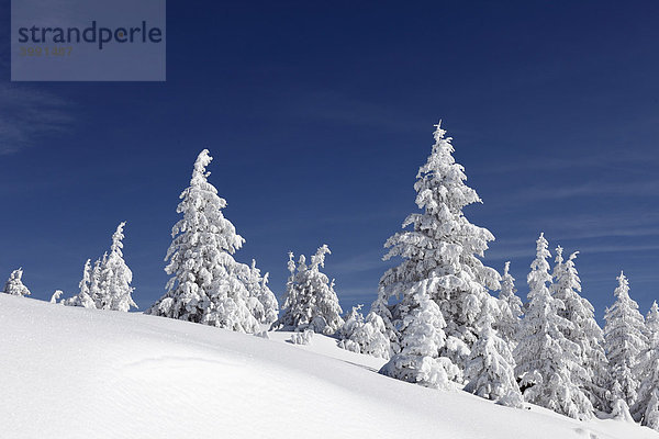 Verschneite Fichten  Winterlandschaft nahe Garmisch-Partenkirchen  Werdenfelser Land  Oberbayern  Bayern  Deutschland