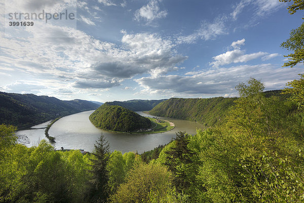 Donau  Schlögener Schlinge  Schlögen  Oberösterreich  Österreich  Europa