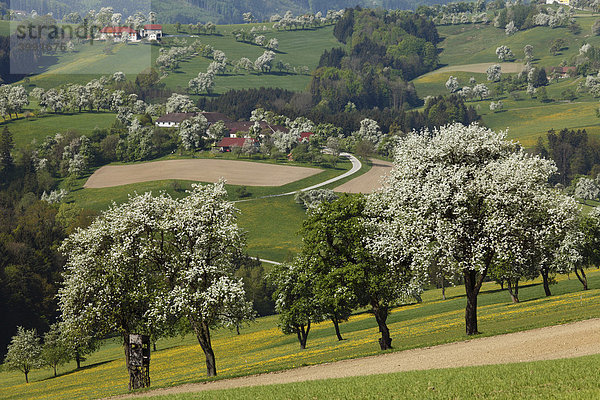 Blühende Birnbäume  Mostviertel bei Biberbach  Moststraße  Niederösterreich  Österreich  Europa