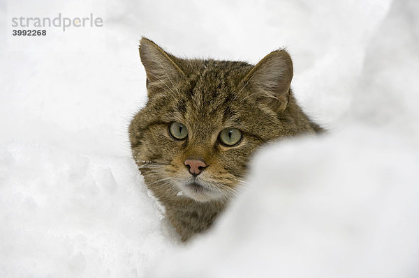 Wildkatze im Schnee (Felis sylvestris)  Portrait  Gehegezone  Nationalpark Bayerischer Wald  Bayern  Deutschland  Europa