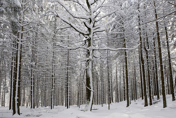 Verschneite Baumstämme  Gehegezone  Nationalpark Bayerischer Wald  Bayern  Deutschland  Europa