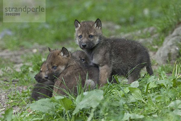 Wölfe (Canis lupus)  spielende Jungtiere  Tierpark Sababurg  Hofgeismar  Nordhessen  Deutschland  Europa