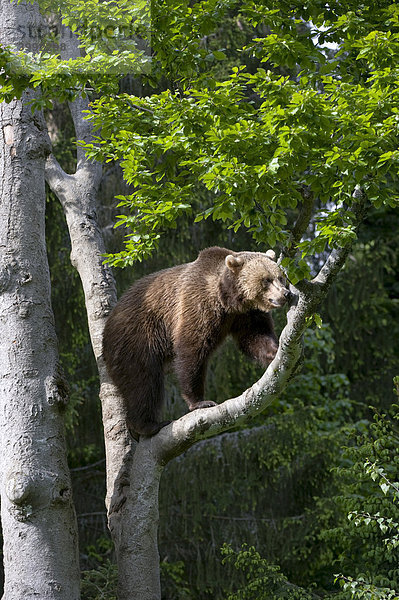 Braunbär (Ursus arctos) im Baum  Gehegezone Nationalpark Bayerischer Wald  Bayern  Deutschland  Europa