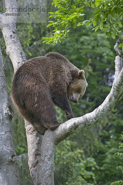 Braunbär (Ursus arctos) im Baum  Gehegezone Nationalpark Bayerischer Wald  Bayern  Deutschland  Europa