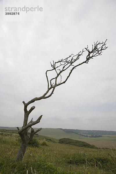 Sturmgebeugter Baum an der Küste  Beachy Head  East Sussex  England  Großbritannien