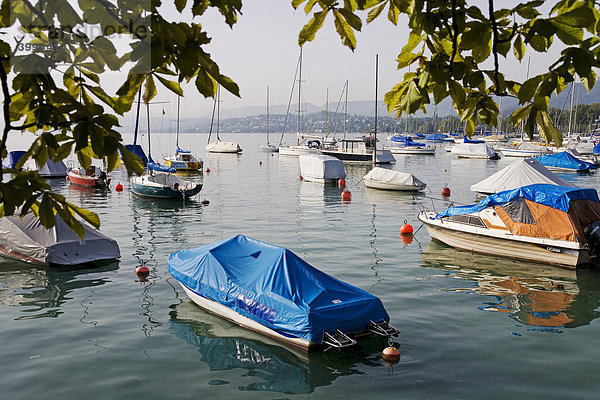Segelboote und Motorboote auf dem Zürichsee  Zürich  Schweiz  Europa