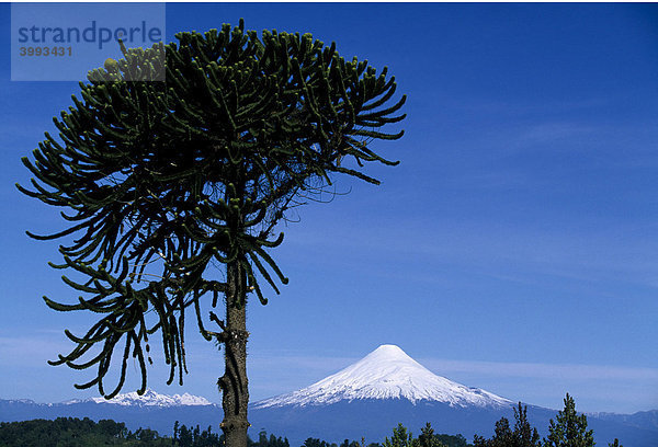 Araukarie vor Vulkan Osorno  Patagonien  Seengebiet  Chile  Südamerika