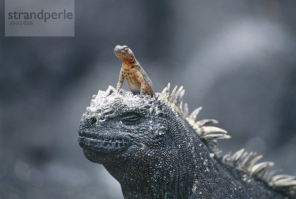 Eidechse sitzt auf Meeresechse  Galapagos-Inseln  Ecuador  Südamerika