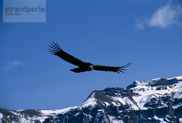 Kondor  Colca Canyon  Peru  Südamerika