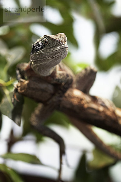 Bartagame (Pogona)