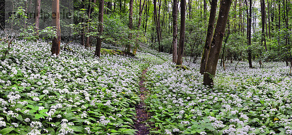 Blühendes Bärlauchfeld (Allium ursinum) in einem Wald  Deutschland  Europa