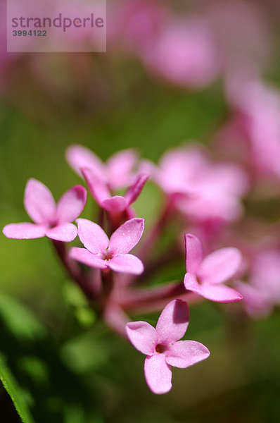 Blühender Rosmarin-Seidelbast auch Reckhölderle  Heideröschen  (Daphne cneorum)