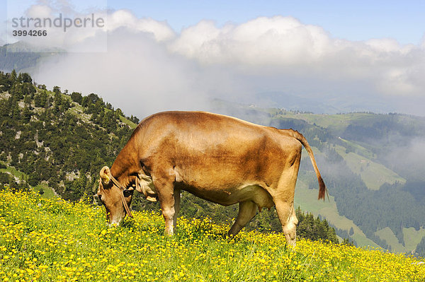Braunvieh (Bos taurus) weidet auf einer Bergweide  Kanton Appenzell Innerrhoden  Schweiz  Europa