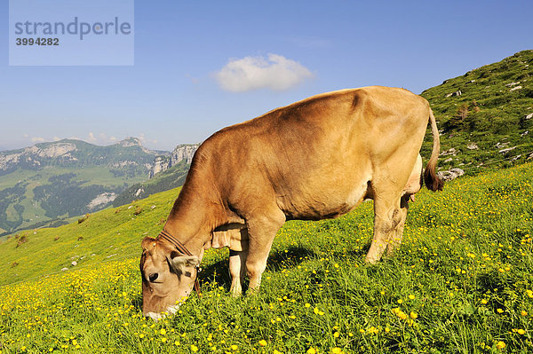 Braunvieh (Bos taurus) weidet auf einer Bergweide  Kanton Appenzell Innerrhoden  Schweiz  Europa