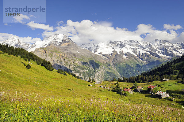Blick über eine Almwiese mit Berghütten zu den Berner Alpen  Kanton Bern  Schweiz  Europa