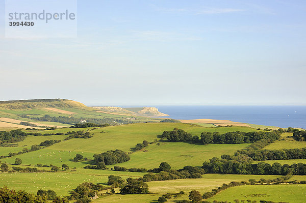 Blick über die Landschaft von Isle of Purbeck  Grafschaft Dorset  England  Großbritannien  Europa