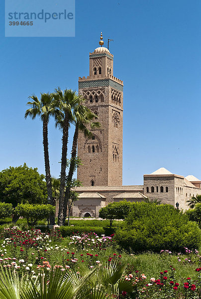 Koutoubia Moschee  1162  mit Palmen und Rosengarten  Marrakesch  Marokko  Afrika