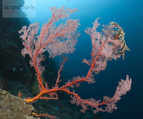 Farbenprächtiges Korallenriff mit Gorgonien (Scleraxonia)  Indonesien
