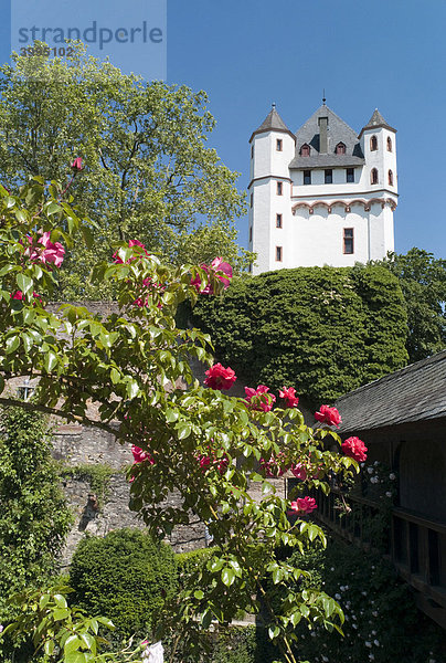 Kurfürstliche Burg der Erzbischöfe von Mainz  Eltville  Hessen  Deutschland  Europa