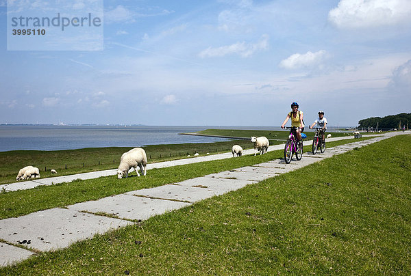 Deichkrone mit Wiesen und Schafen  Touristen auf Fahrrädern  Dangast  Niedersachsen  Deutschland  Europa