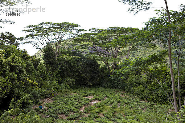Teeplantage im Nationalpark Morone  Insel Mahe  Seychellen  Indischer Ozean  Afrika