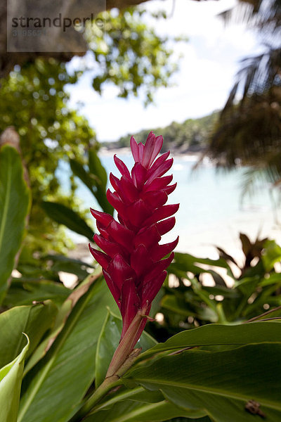 Purpurfarbener Ingwer (Alpinia purpurata)  Insel Mahe  Seychellen  Indischer Ozean  Afrika