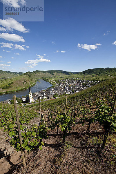 Blick auf die Moselschleife bei der Ortschaft Bremm  Landkreis Cochem-Zell  Moselle  Rheinland-Pfalz  Deutschland  Europa