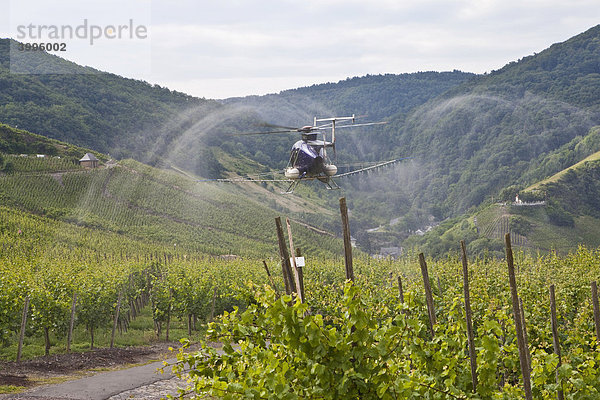 Ein Hubschrauber besprüht Wein an der Mosel an schwer zugänglichen Stellen in den Weinbergen mit einem Mittel gegen Pilzbefall  Rheinland-Pfalz  Deutschland  Europa