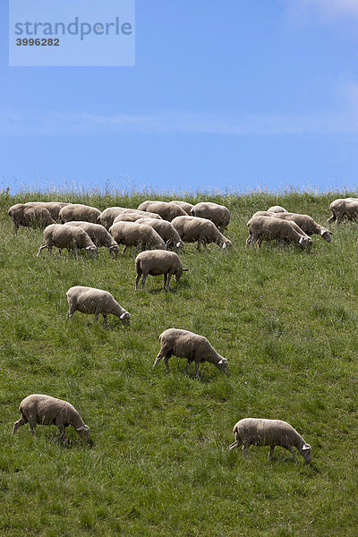 Schafe (Ovis orientalis aries) auf Wiese